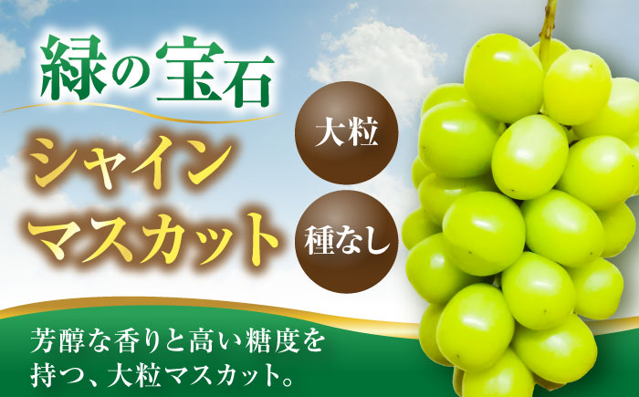 【2026年8月中旬より順次発送】新鮮ナガノパープル＆シャインマスカット1.2kg （2～3房）《豊前》　【トヨマエフルーツ】 [VEL002]