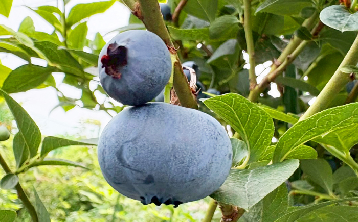 冷凍ブルーベリー 600g 《豊前市》【OH YEAH!農園】 ブルーベリー 果物 フルーツ 冷凍ブルーベリー [VER002]