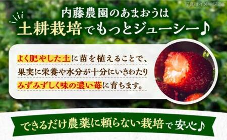 【先行予約】【2月-4月発送】農家直送 あまおう 540g （270g以上 × 2 パック） 土耕栽培《豊前市》【内藤農園】果物 いちご [VAB014]