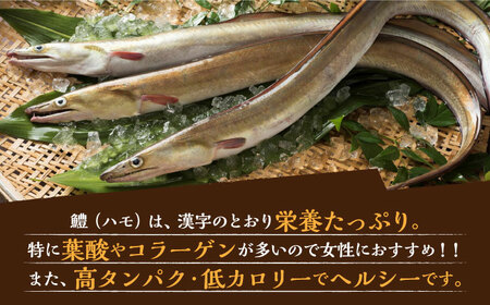 はも鍋 セット 2～3人前《豊前市》【豊築漁業協同組合】はも ハモ 鍋 [VAG014]