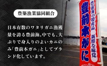 【先行予約】 豊前本ガニ 大 メス 2匹 直送 【2025年12月以降順次発送】《豊前市》【豊築漁業協同組合】 かに 蟹 カニ ワタリガニ かに料理 ガザミ [VAG024]