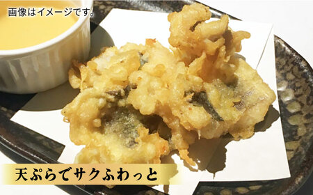 【全6回定期便】獲れたて直送！ハモ 一本 約1.2kg (4~5人前)《豊前市》【まるとら】魚 鱧 はも 刺身 [VAL003]