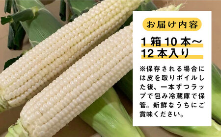 【先行予約】田村農産の白トウモロコシ 10～12本入り（2026年6月中旬以降順次発送） 【田村農産】《豊前市》野菜 とうもろこし [VBE001] スイートコーン