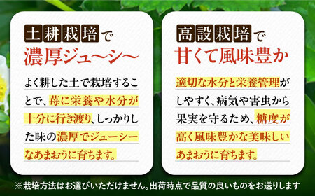 【2月以降発送】あまおう 540g (270g以上×2P) 《豊前市》【山口農園】果物 いちご イチゴ 苺 [VDE006]