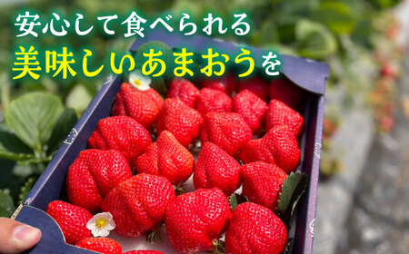 【先行予約】津田くん農園のあまおう 1kg 【2026年1月5日-2月末発送】《豊前市》【株式会社くしだ企画】苺 いちご あまおう [VDG001]