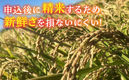 【先行予約】【新米】津田くん農園の夢つくし 10kg【2025年10月以降順次発送】《豊前市》【株式会社くしだ企画】米 白米 お米 ご飯 [VDG002]