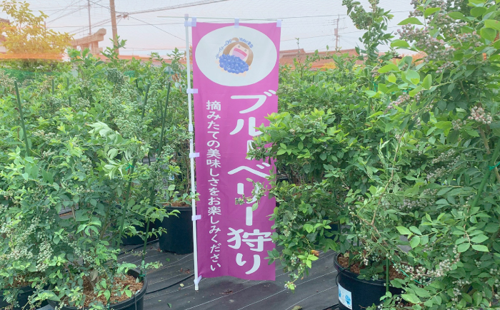 冷凍ブルーベリー 600g 《豊前市》【OH YEAH!農園】 ブルーベリー 果物 フルーツ 冷凍ブルーベリー [VER002]