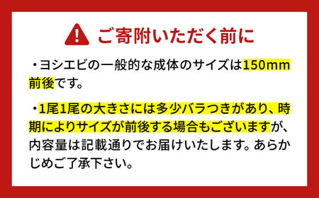 【先行予約】幻のヨシエビ 計800g 【2025年12月以降順次発送】 《豊前市》【豊築漁業協同組合】 エビ えび 海老 蝦 [VAG012]