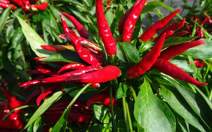 【くぼて鷹勝　卜仙の郷】鷹勝 和風もつ鍋セット（３～４人前）300g 【株式会社鷹勝カレント】　《豊前》　熊本産 博多 国産 牛もつ鍋 モツ ホルモン 九州 グルメ [VAK015]