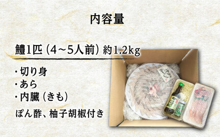 獲れたて直送！ハモ 一本 約1.2kg (4~5人前)《豊前市》【まるとら】魚 鱧 はも 刺身 [VAL001]
