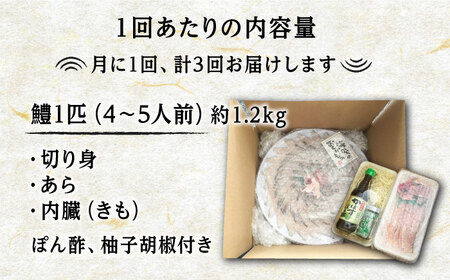 【全3回定期便】獲れたて直送！ハモ 一本 約1.2kg (4~5人前)《豊前市》【まるとら】魚 鱧 はも 刺身 [VAL002]