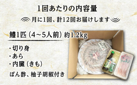 【全12回定期便】獲れたて直送！ハモ 一本 約1.2kg (4~5人前)《豊前市》【まるとら】魚 鱧 はも 刺身 [VAL004]