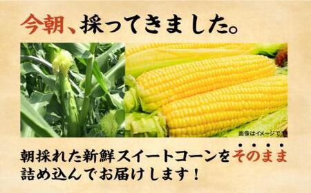 【2026年6月以降出荷分予約】下山農園 としちゃんの農家直送スイートコーン約4kg（11～13本入り）【豊前市】とうもろこし 野菜 BBQ [VBH001]