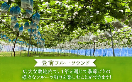 ミカン 青島 5kg《豊前市》【山田農場 フルーツランド】ミカン みかん 青島みかん [VCY011]