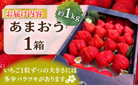 【先行予約】津田くん農園のあまおう 1kg 【2026年1月5日-2月末発送】《豊前市》【株式会社くしだ企画】苺 いちご あまおう [VDG001]