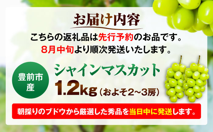 【2026年8月中旬より順次発送】新鮮シャインマスカット　1.2kg （2～3房）《豊前》　【トヨマエフルーツ】 [VEL001]