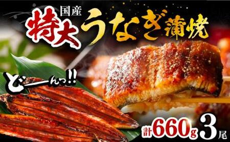 福岡県産 うなぎ 蒲焼 特大 3尾 合計 660 g（1尾あたり 220g以上）《豊前市》【福岡養鰻】 国産 うなぎ 特大 [VAD005]