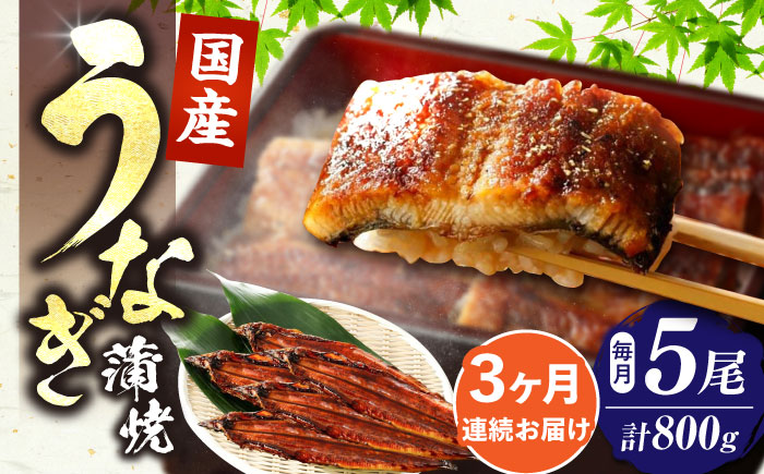 【全3回定期便】福岡県産 うなぎ 蒲焼 大5尾　合計 800 g（1尾あたり 160g以上）《豊前市》【福岡養鰻】 国産 うなぎ 大 [VAD017]