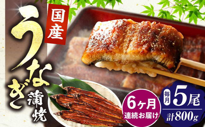 【全6回定期便】福岡県産 うなぎ 蒲焼 大5尾　合計 800 g（1尾あたり 160g以上）《豊前市》【福岡養鰻】 国産 うなぎ 大 [VAD018]