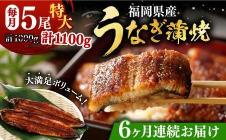 【全6回定期便】福岡県産 うなぎ 蒲焼 特大 5尾 合計 1,100 g（1尾あたり 220g以上）《豊前市》【福岡養鰻】 国産 うなぎ 特大 [VAD024]