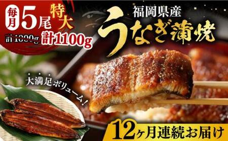 【全12回定期便】福岡県産 うなぎ 蒲焼 特大 5尾 合計 1,100 g（1尾あたり 220g以上）《豊前市》【福岡養鰻】 国産 うなぎ 特大 [VAD025]