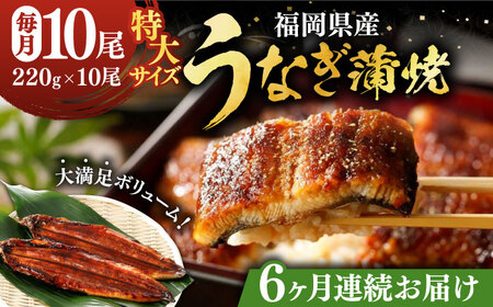 【全6回定期便】福岡県産 うなぎ 蒲焼 特大 10尾 計2,200g（1尾あたり 220g以上）《豊前市》【福岡養鰻】 国産 鰻 ウナギ 蒲焼き [VAD032]