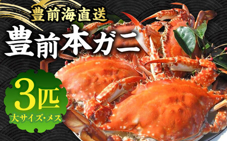 【先行予約】 豊前本ガニ 大 メス 3匹 直送 【2025年12月以降順次発送】《豊前市》【豊築漁業協同組合】 かに 蟹 カニ ワタリガニ かに料理 ガザミ [VAG011]