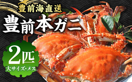 【先行予約】 豊前本ガニ 大 メス 2匹 直送 【2025年12月以降順次発送】《豊前市》【豊築漁業協同組合】 かに 蟹 カニ ワタリガニ かに料理 ガザミ [VAG024]