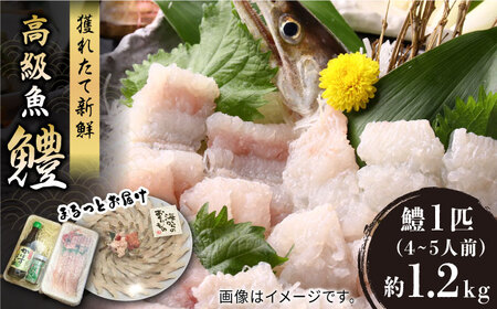 獲れたて直送！ハモ 一本 約1.2kg (4~5人前)《豊前市》【まるとら】魚 鱧 はも 刺身 [VAL001]
