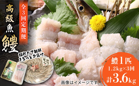 【全3回定期便】獲れたて直送！ハモ 一本 約1.2kg (4~5人前)《豊前市》【まるとら】魚 鱧 はも 刺身 [VAL002]