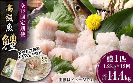 【全12回定期便】獲れたて直送！ハモ 一本 約1.2kg (4~5人前)《豊前市》【まるとら】魚 鱧 はも 刺身 [VAL004]