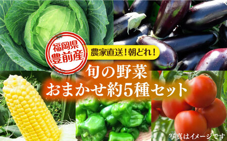 農家直送 旬のお野菜 おまかせ 約5種 セット 約2～3kg 《豊前市》【湯越農園】 野菜 詰め合わせ セット やさい [VBC011]