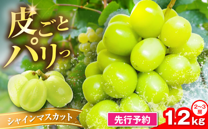 【2026年8月中旬より順次発送】新鮮シャインマスカット　1.2kg （2～3房）《豊前》　【トヨマエフルーツ】 [VEL001]