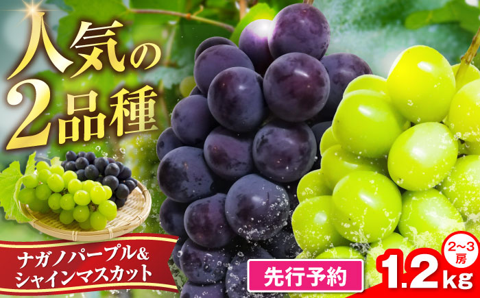 【2026年8月中旬より順次発送】新鮮ナガノパープル＆シャインマスカット1.2kg （2～3房）《豊前》　【トヨマエフルーツ】 [VEL002]