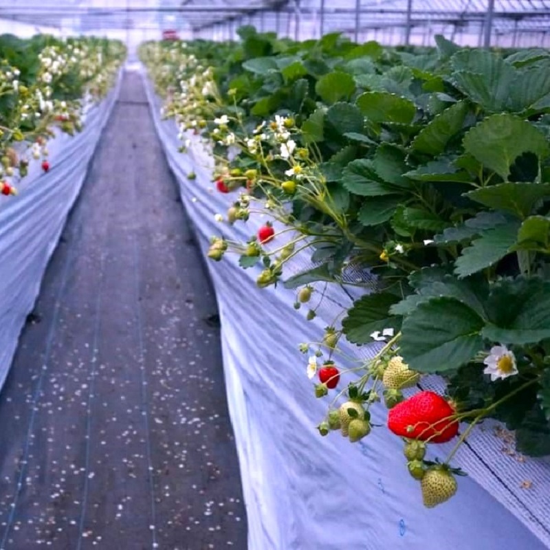 【2026年先行予約】あまおうボリュームセット(6パック)【044-0061】