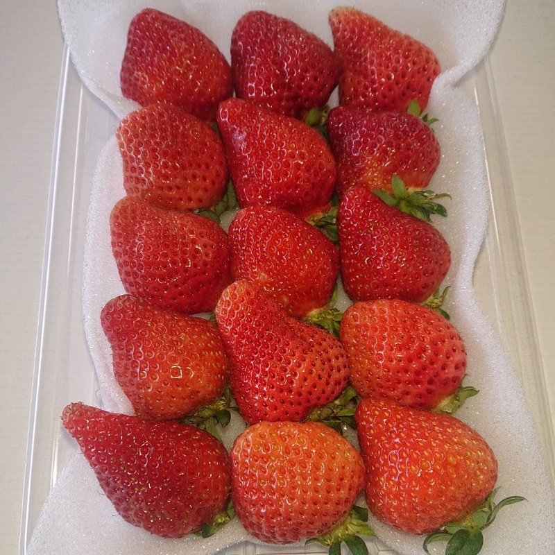 【2026年先行予約】春のあまおう(G規格以上4パック)【044-0064】