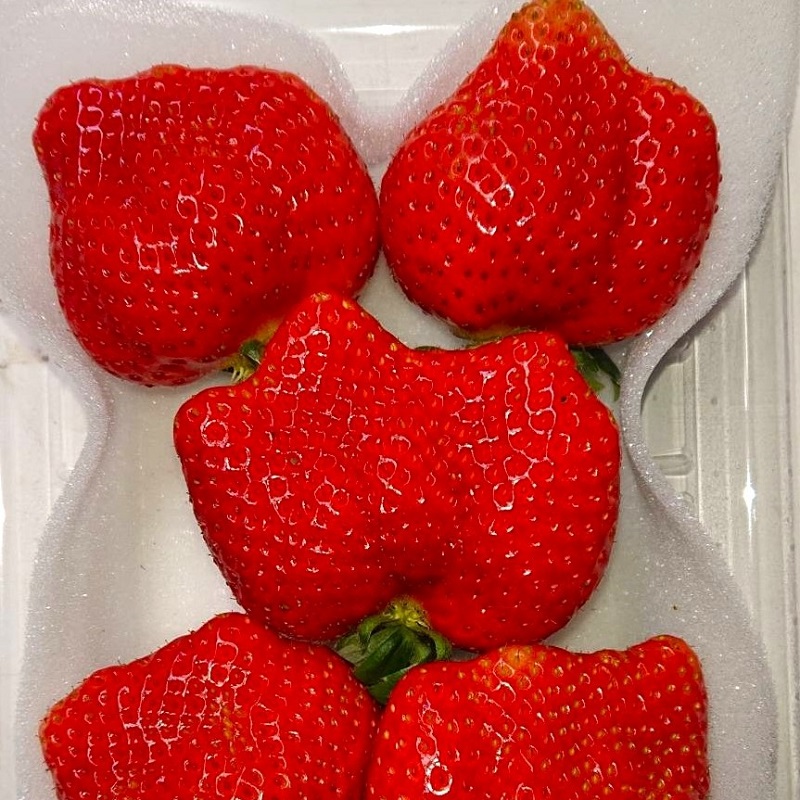 【2026年先行予約】【3回定期便】厳選大粒あまおう(約250-270gx2パック)【044-0071】