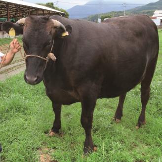 A5等級博多和牛ヒレシャトーブリアン【ダイヤモンドカット】【036-0001】