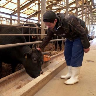 【訳あり】A5～4等級　博多和牛ヒレ焼肉用　600g【036-0008】