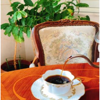 自家焙煎コーヒー豆とハーブティーセット ドリップパック付き カフェドバルビゾン【016-0007】