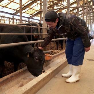 A5～4等級　厳選博多和牛肩ロースうす切り　1kg【036-0010】