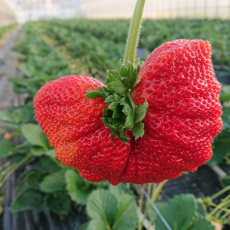 【2026年先行予約】厳選大粒あまおう(約250-270gx4パック)【044-0062】