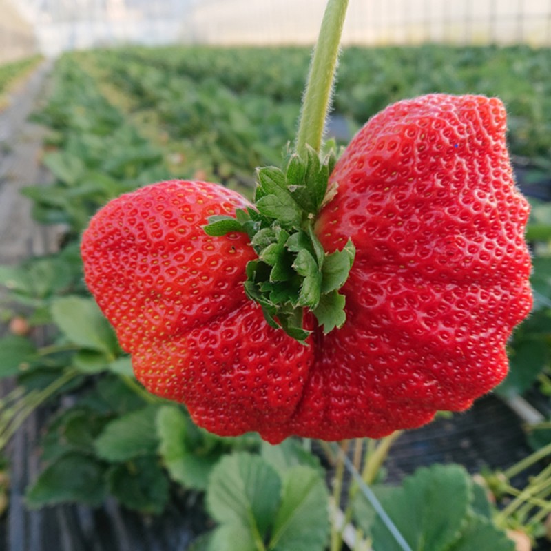 【2026年先行予約】【3回定期便】厳選大粒あまおう(約250-270gx2パック)【044-0071】