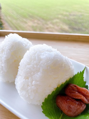 米 5kg 令和7年度産米 ひのひかり 筑後小郡産 農家直送 お米 コメ