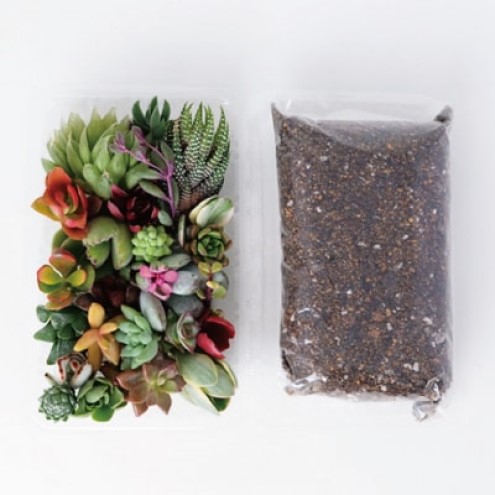 多肉植物 ハオルチア入り じぶんで植える 多肉の寄せ植え セット インテリア 多肉 植物 ガーデニング