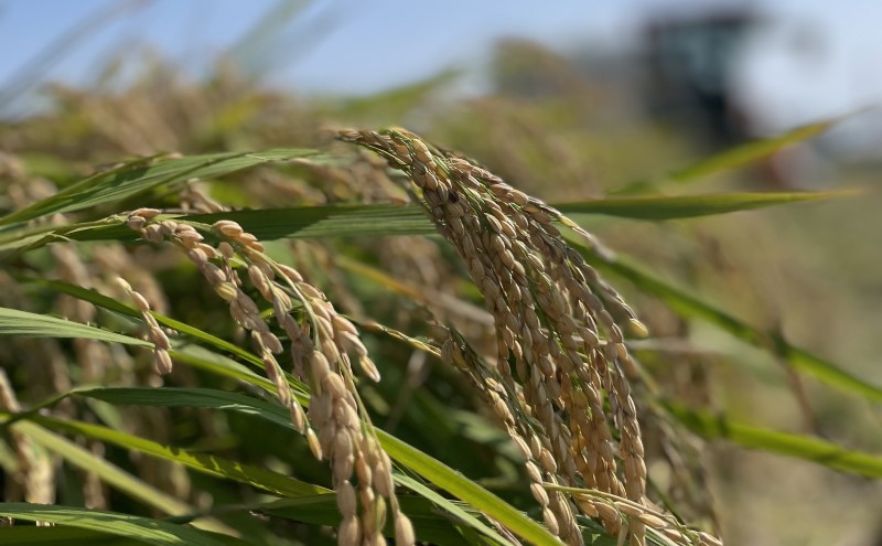 米 10kg 令和7年度産米 ひのひかり 筑後小郡産 農家直送 お米 コメ