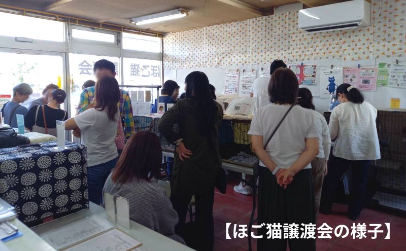 珈琲 さくらねこサポートOGORI 保護猫活動を応援！ コーヒー豆 100g×2袋 コーヒー 飲料