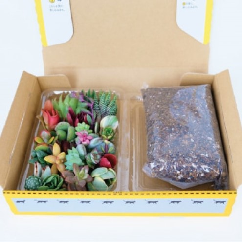 多肉植物 ハオルチア入り じぶんで植える 多肉の寄せ植え セット インテリア 多肉 植物 ガーデニング