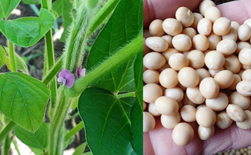 うすくち醤油 900ml 2本 セット 栽培期間中 農薬・化学肥料不使用 醤油 しょうゆ うすくちしょうゆ 薄口醤油 うすくち 国産 調味料 調味料セット 2本セット 福岡 福岡県 小郡市