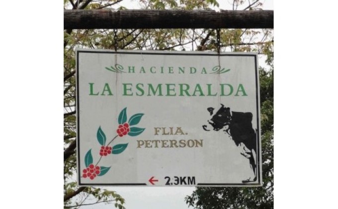 珈琲 世界最高峰の一つ ラ・エスメラルダ ゲイシャ 200g×2：豆